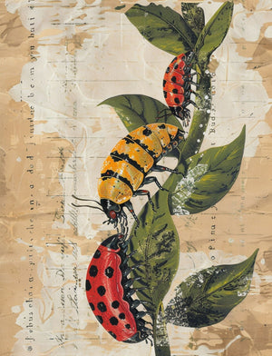 Amazon How Does Your Garden Grow - Paperback