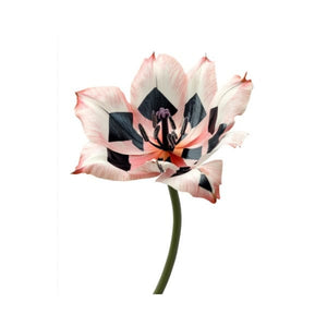 Collage Soup Floral 101 Paper Bites: 24 Vibrant Pre-Cut Flower Shapes for Collage & Card-Making 110 lb. Paper 12 Designs