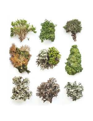 Collage Soup Woodland Wonders (eBook) Forest-Themed Collage Art for Creative Projects – 125 Pages