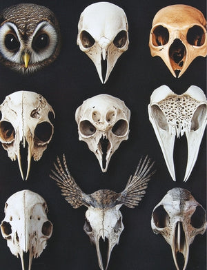 Collage Soup Don’t Lose Your Head (Paperback) A 90-page collage book of skulls, antlers, and anatomical curiosities